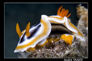 Typical Nudi shot from my sunset dive in Mabul. Nikon D20... by Andre Yanco 